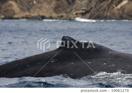 駝背鯨回來了 19061278