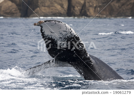 駝背鯨的尾鰭 19061279