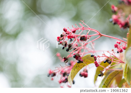 Gonzu的果實 19061362