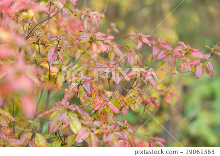 Baiketsuji Baiketsuji 19061363