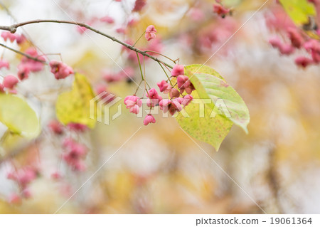 Mayumi fruit 19061364