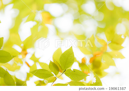 Leaves of Inu Buna 19061387