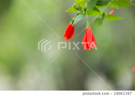 UNAZUKI GROUP 19061397