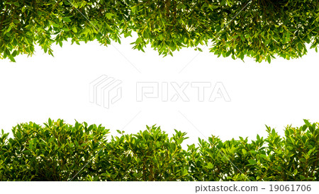 banyan green leaves isolated on white background 19061706