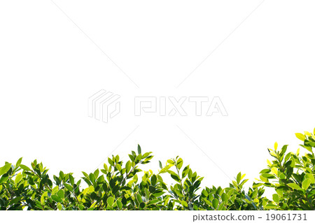 banyan green leaves isolated on white background 19061731