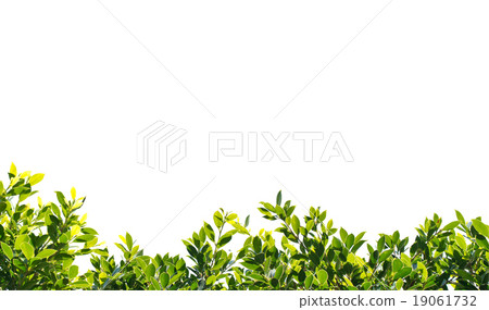 banyan green leaves isolated on white background 19061732