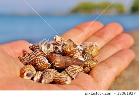 Seashell 19061927