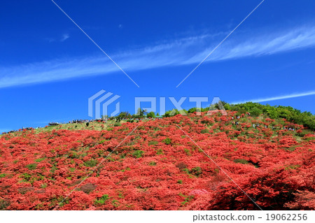 Yamato Katsuragiyama mountain in full bloom Yamato Katsuragiyama mountain in full bloom 19062256