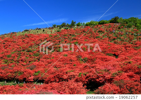 Yamato Katsuragiyama mountain in full bloom Yamato Katsuragiyama mountain in full bloom 19062257