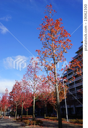 11月城市景觀884楓樹秋葉·Shinyurigaoka站北入口 11月城市景觀884楓樹秋葉·Shinyurigaoka站北入口 19062300