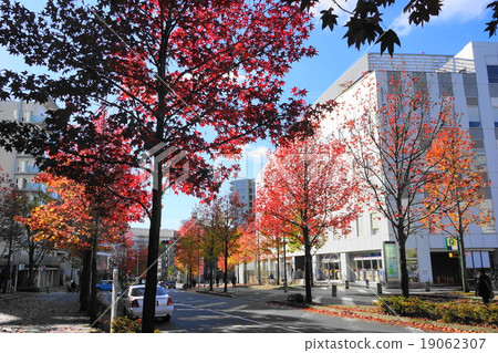 November City landscape 891 Autumn leaves of maple trees · Shinyurigaoka station North entrance November City landscape 891 Autumn leaves of maple trees · Shinyurigaoka station North entrance 19062307