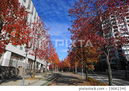November Urban landscape 924 Autumn leaves of maple trees · Shinyurigaoka station North entrance November Urban landscape 924 Autumn leaves of maple trees · Shinyurigaoka station North entrance 19062340