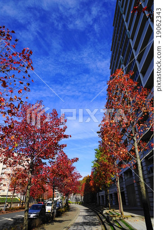 November Urban landscape 927 Autumn leaves of maple trees · Shinyurigaoka station North entrance November Urban landscape 927 Autumn leaves of maple trees · Shinyurigaoka station North entrance 19062343