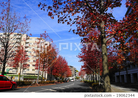 November City scenery 928 Autumn leaves of maple trees · Shinyurigaoka station North entrance November City scenery 928 Autumn leaves of maple trees · Shinyurigaoka station North entrance 19062344