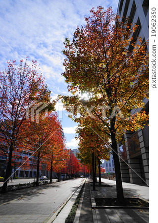 11月城市景觀934楓樹秋葉·Shinyurigaoka站北口 11月城市景觀934楓樹秋葉·Shinyurigaoka站北口 19062350