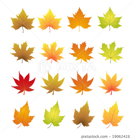 autumn leaves vector 19062428