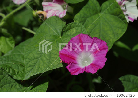 西部牽牛花紅色花 西部牽牛花紅色花 19062429