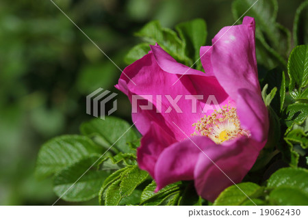 Hamanus花 Hamanus花 19062430