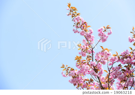 Double cherry blossoms (empty bag) 19063218
