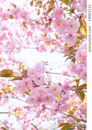 Double-cherry blossoms (up) Double-cherry blossoms (up) 19063221