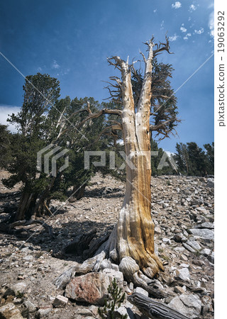 Landscape in the Sierra Nevada Mountains 19063292