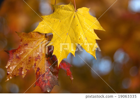 Maple leaf background 19063335