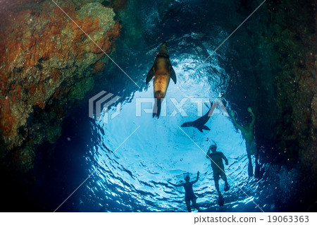 Puppy sea lion underwater looking at you Puppy sea lion underwater looking at you 19063363