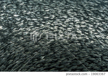 sardine school of fish underwater sardine school of fish underwater 19063367