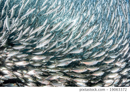 sardine school of fish underwater 19063372