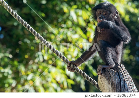 newborn baby bonobo chimpanzee ape portrait  19063374