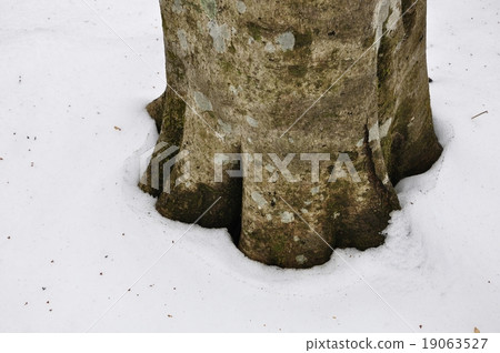 山毛櫸在下雪的季節 山毛櫸在下雪的季節 19063527