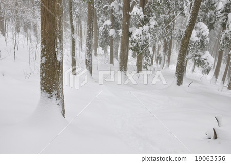 Trace following heavy snowy forest Trace following heavy snowy forest 19063556