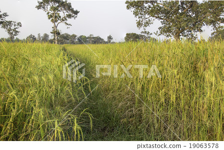 golden paddy rice  field 19063578
