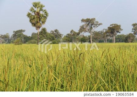 golden paddy rice  field 19063584