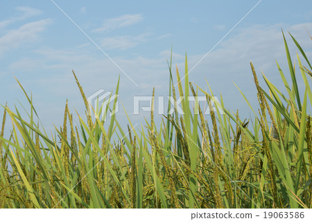 golden paddy rice field 19063586