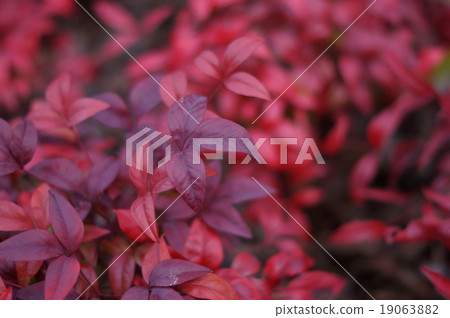 Otafuku Nanten Otafuku Nanten Otafuku Nanten Otafuku Nanten 19063882