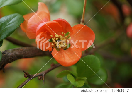 Morning glory sodomy Chaenomeles japonica 19063937