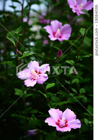 Mukugawa no Hana Mukugawa no Hana 19064086