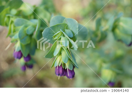 Yellow flower Yellow flowers Lapis grass Serine Serrinse Mayor 'Pull Plus cans' 19064140