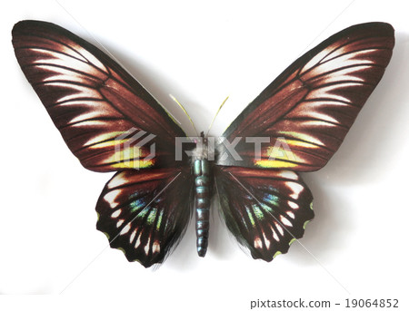 Trogonoptera Brookiana female Trogonoptera Brookiana female 19064852