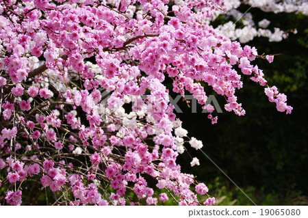 盛開的鮮花 盛開的鮮花 19065080