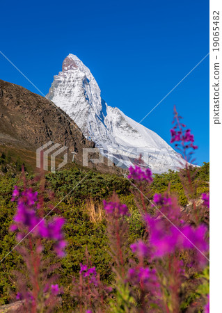 Matterhorn peak with flowers in Swiss Alps Matterhorn peak with flowers in Swiss Alps 19065482