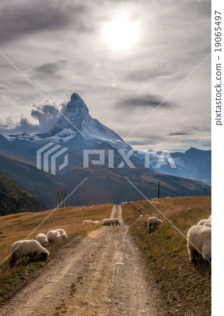 Matterhorn with sheep in Swiss Alps 19065497
