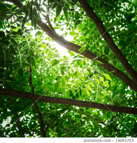 Background foliage. Background foliage. 19065763
