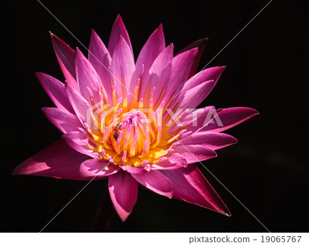 Lotus. Lotus. 19065767