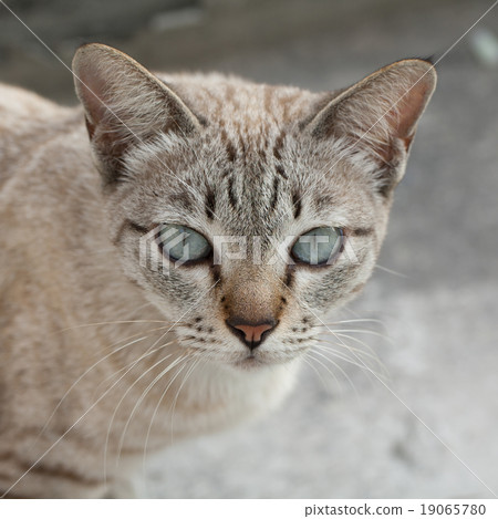 Cat close up. 19065780