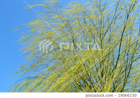 在風中吹的芽的柳樹 19066150