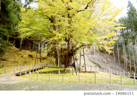 保護銀杏的古樹和樹根的籬笆，以及樹枝的柱子。 19066151