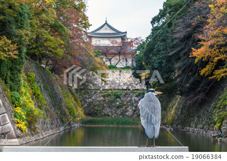 Nagoya Castle Moose of the moat of Moat Nagoya Castle Moose of the moat of Moat 19066384