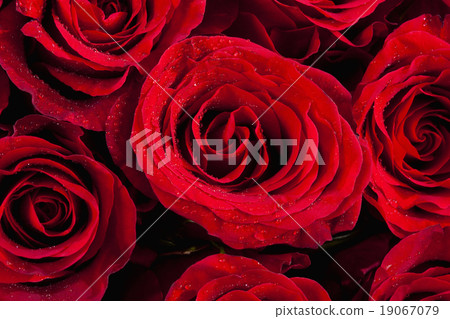 Closeup of Red Roses 19067079